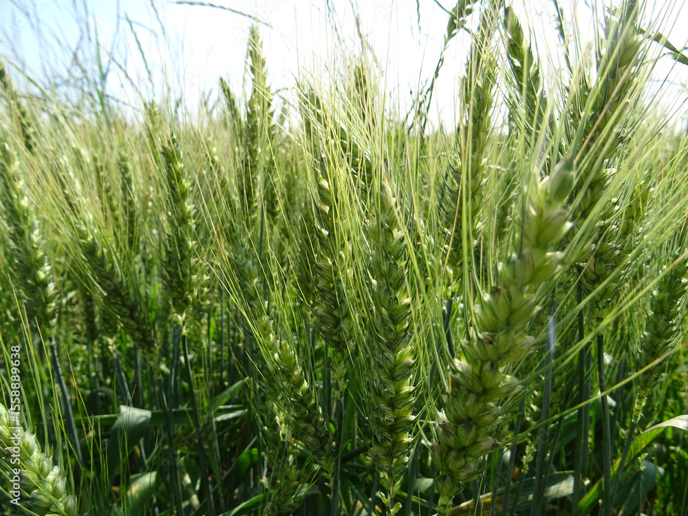Ripe ear of wheat in a pocket, background close-up image Ripe ear of wheat in a pocket, background close-up image