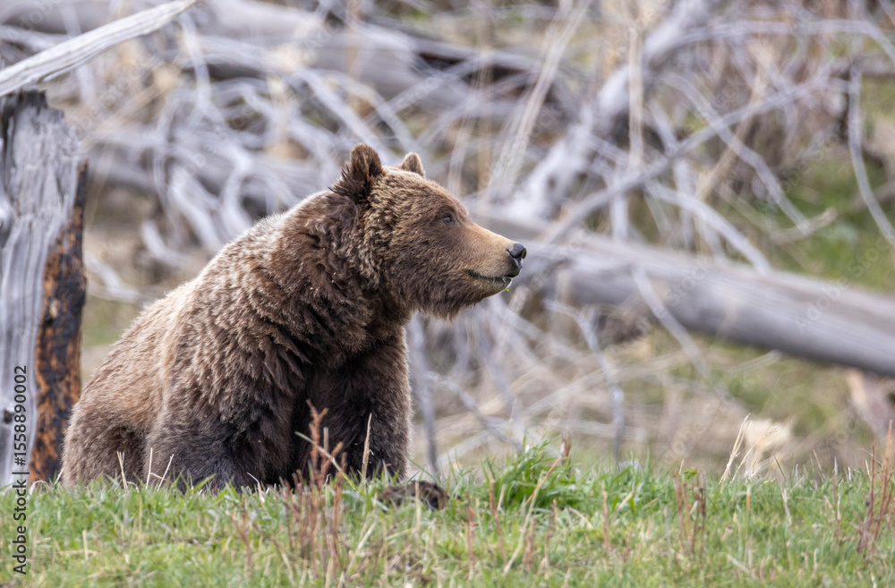 Fototapeta premium Grizzly Bear in Springtime in Yellowstone National Park Wyoming