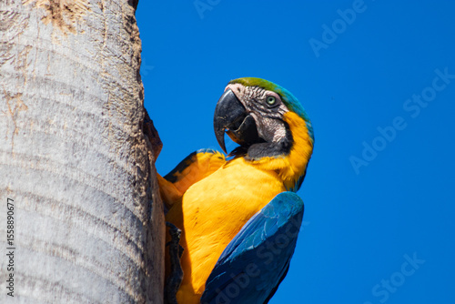 Macaw Brazilian exotic bird Arara Caninde