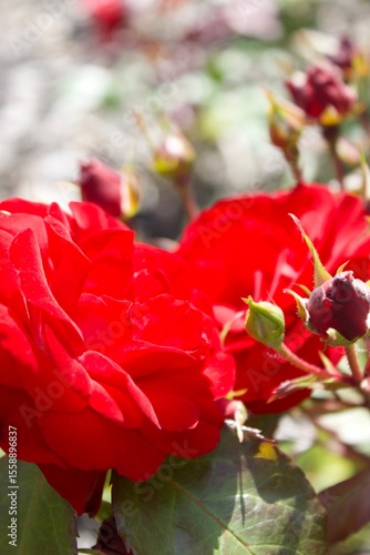 Red roses with open and closed flowers