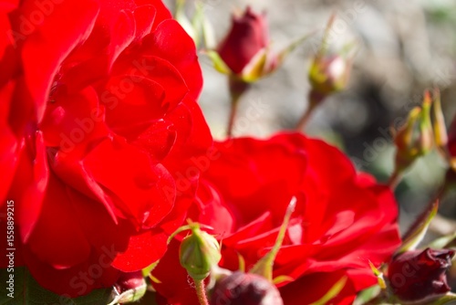 Red roses with open and closed flowers