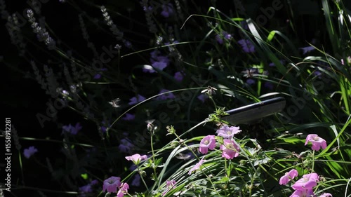 Tausende von fliegenden Ameisen verlassen zur gleichen Zeit ihren Bau, um neue Völker zu Gründen. Sie befanden sich in einem Ameisennest in einem Hochbeet.