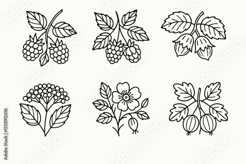 Black and white botanical line art of berries and flowers