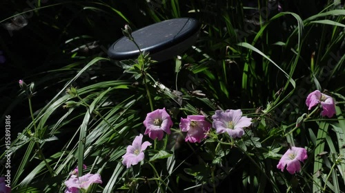 Tausende von fliegenden Ameisen verlassen zur gleichen Zeit ihren Bau, um neue Völker zu Gründen. Sie befanden sich in einem Ameisennest in einem Hochbeet.