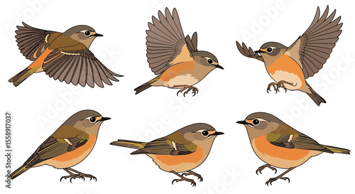 Goldcrest birds in various poses and angles showing movement  
