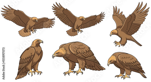 Golden eagle in various poses and angles for illustration concept  