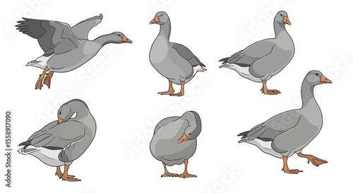 Gray goose in various poses and angles demonstrating movement  