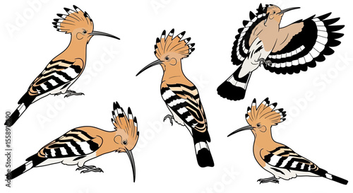 Hoopoe birds in different poses and angles showing their features  