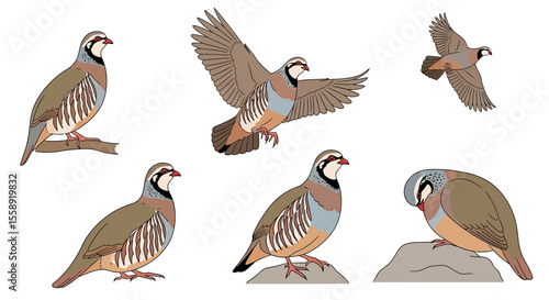 Partridge birds in different poses and angles, illustrated design  