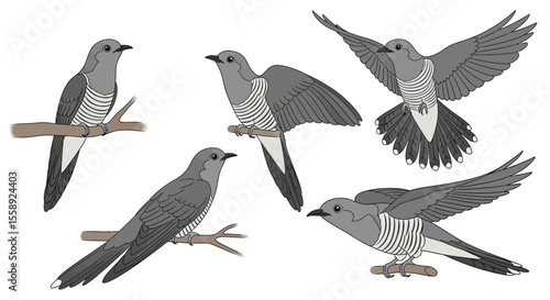 Cuckoo birds in various poses and angles on branches  