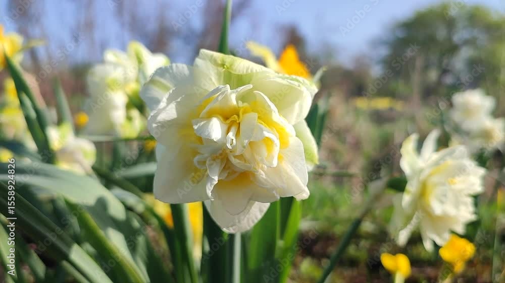 Blooming of blossoming varietal flower of narcissus close-up. Blooming daffodil flower with white and yellow petals on green stem with leaves growing in ground on sunny spring day. Selection breeding Blooming of blossoming varietal flower of narcissus close-up. Blooming daffodil flower with white and yellow petals on green stem with leaves growing in ground on sunny spring day. Selection breeding