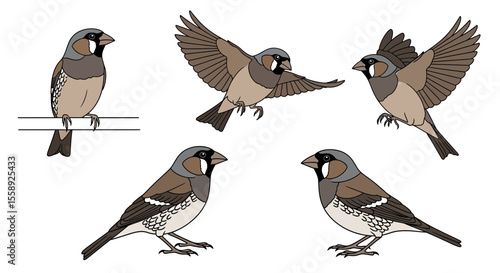 Finch birds in different poses and angles  