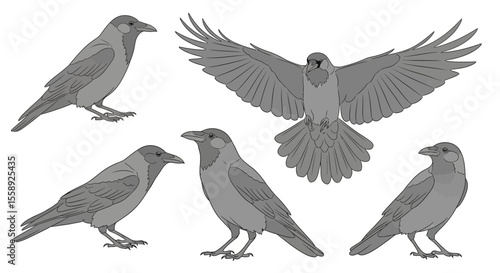 Grey crow illustrated in various poses and angles - Concept of birds in different poses and angles  