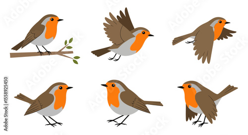 Robins in different poses and angles with simple background  