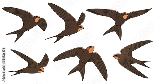 Swifts in different flying poses and angles showcasing their features  