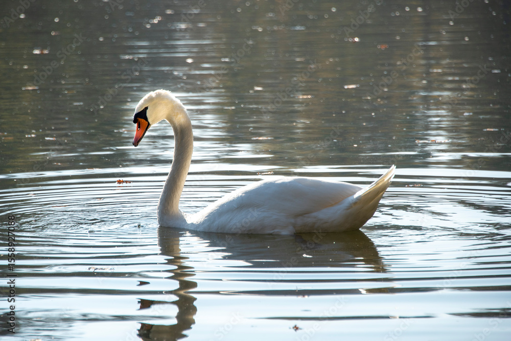 Obraz premium Swan in Nymphenburg Park - Munich - Germany