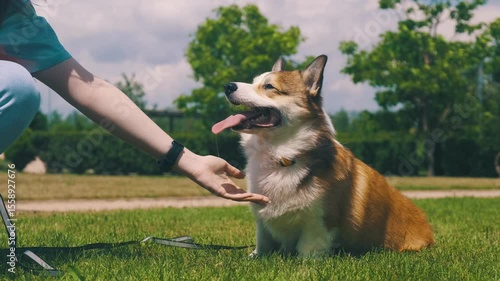 Red and white Pembroke Welsh Corgi sitting on grass in a public city park, playfully giving paws one by one to a person while sticking out its tongue on a sunny day
