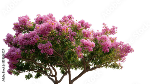 Pink Flower Tree in Bloom: A vibrant pink flowering tree bursts with blossoms, showcasing a stunning display of color and natural beauty.
