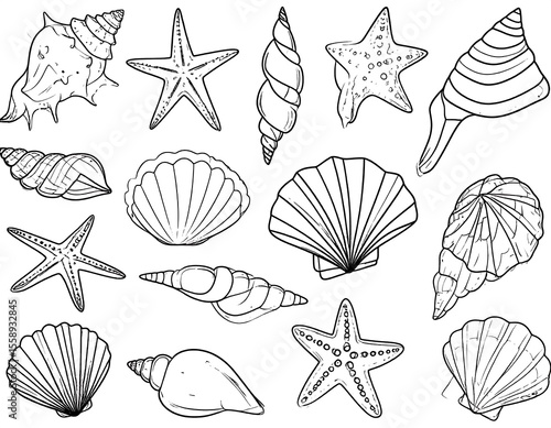 Black and white seashells and starfish