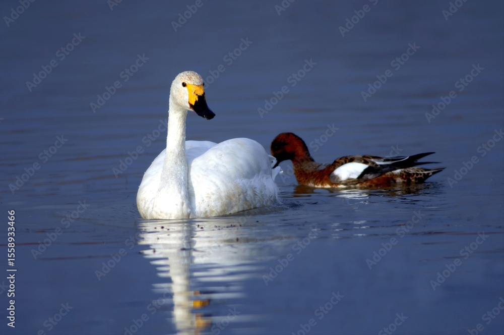 Whooper Swan and Common Pochard Swimming Together on Calm Lake Whooper Swan and Common Pochard Swimming Together on Calm Lake