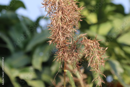 citronella grass flower or Lemongrass flower