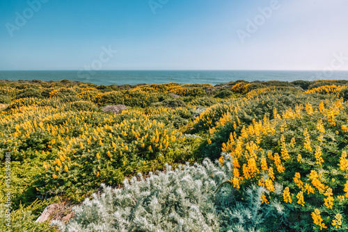 Blooming yellow lupines cover the coastal hills overlooking the Pacific Ocean in California. A vibrant springtime landscape showcasing wildflowers, native plants, and natural coastal beauty