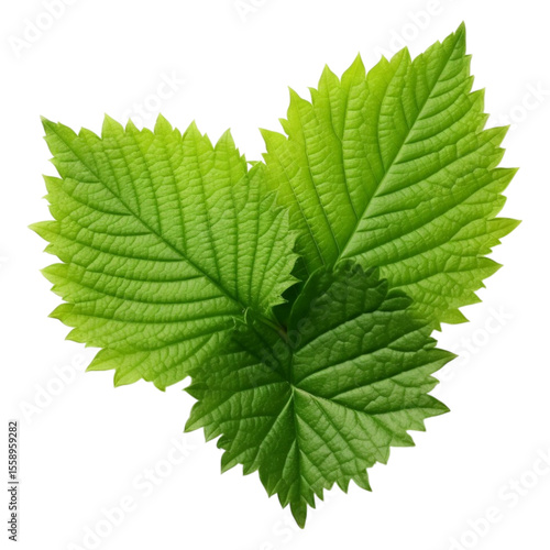 Mulberry leaf isolated on transparent background.
