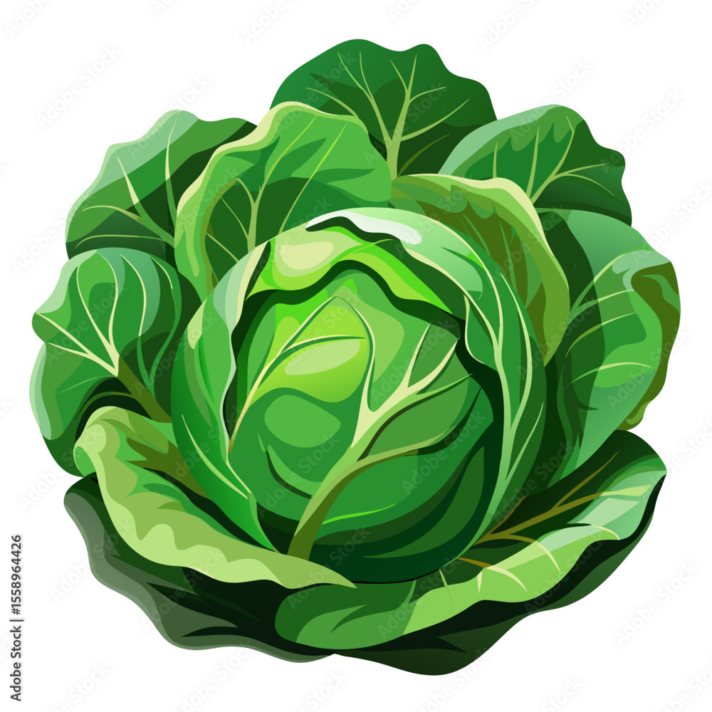 Fototapeta premium a cabbage 