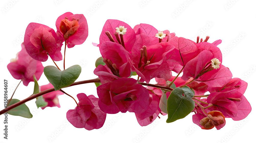 Fototapeta premium Bougainvillea Blossoms: A vibrant cluster of bougainvillea flowers bursts forth with a captivating display of vivid pink hues, set against the crisp backdrop of a bright day.