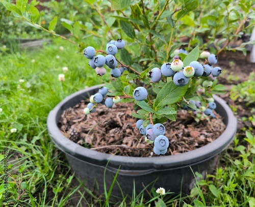  blueberries on a bush