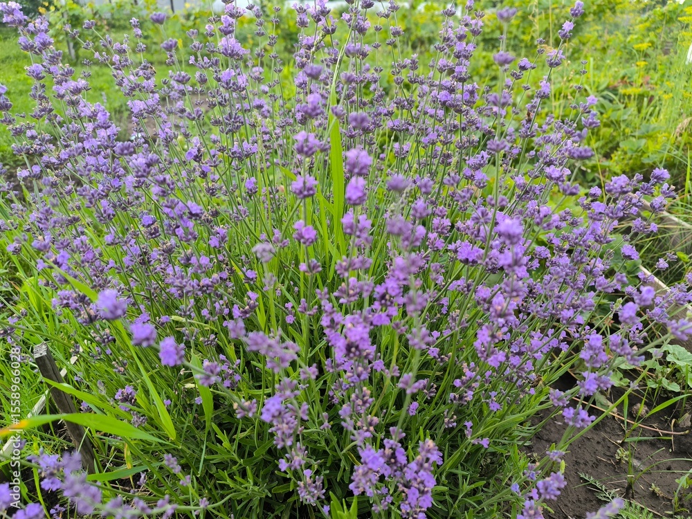 Fototapeta premium field of lavender