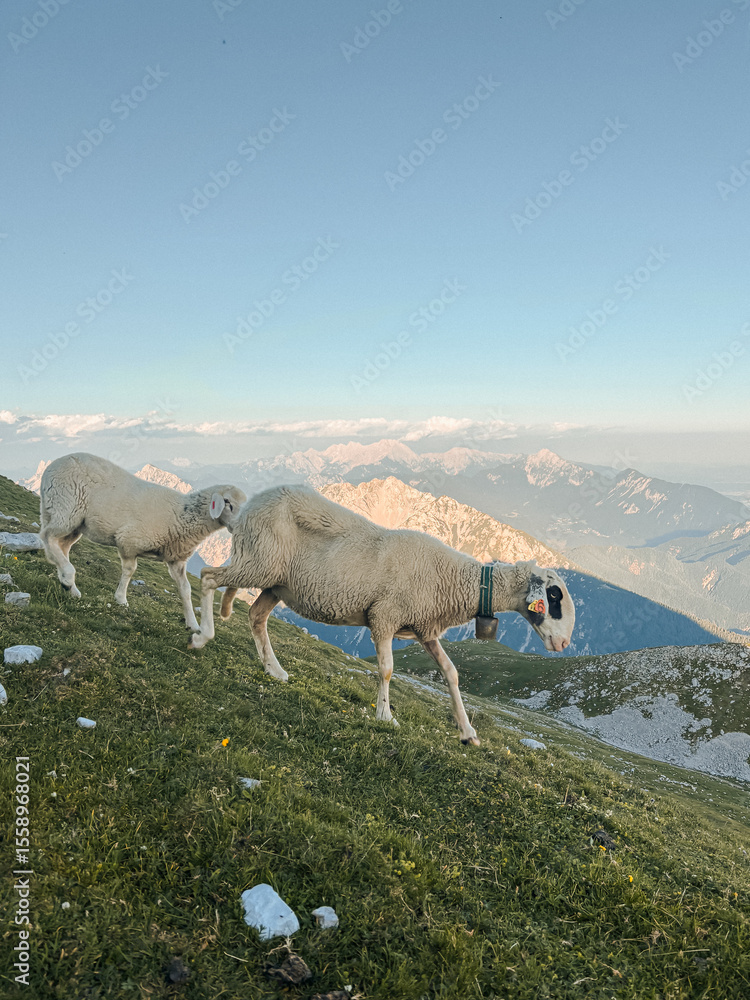 Naklejka premium sheep in the mountains