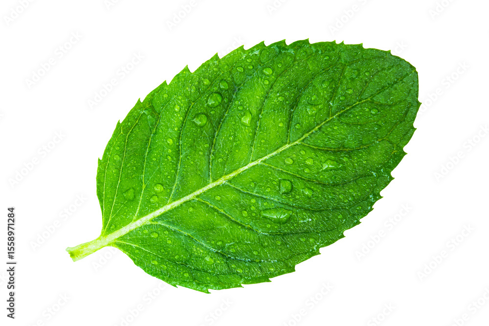 Obraz premium Close-up of fresh, bright mint leaf with water droplets isolated on transparent background.