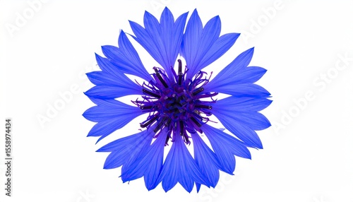 Blue flower on white background
