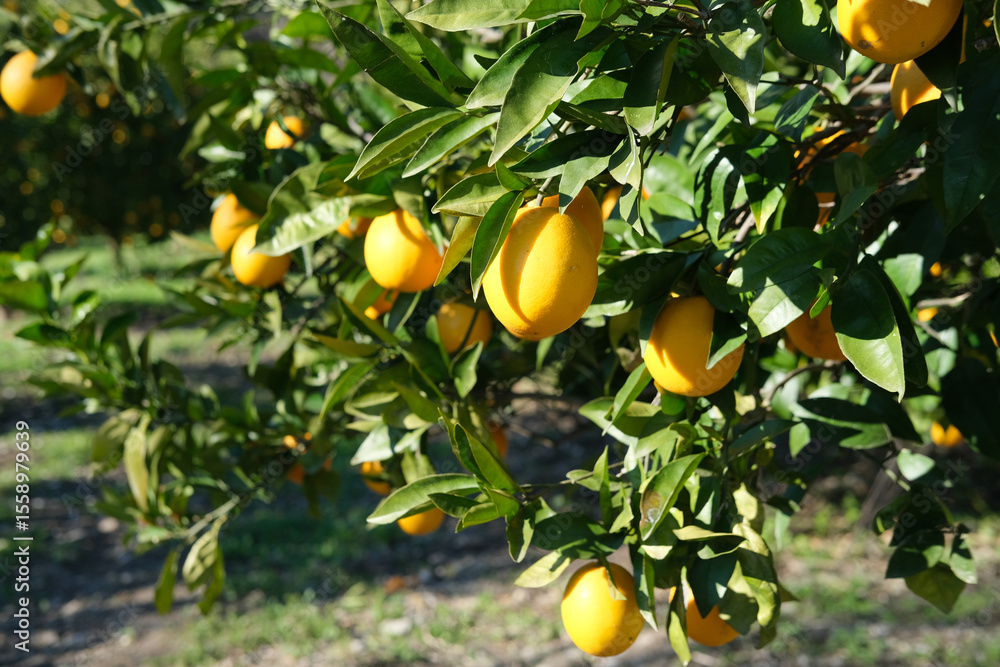 garden with orange trees, organic mediyterranean farm concept, sunny natural background garden with orange trees, organic mediyterranean farm concept, sunny natural background