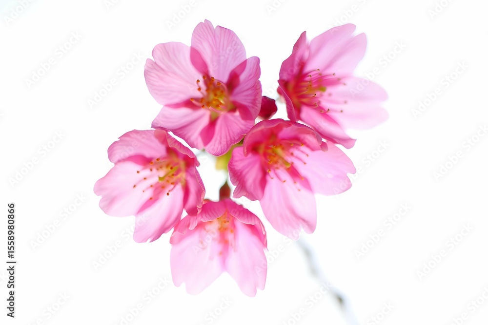 pink orchid isolated on white pink orchid isolated on white