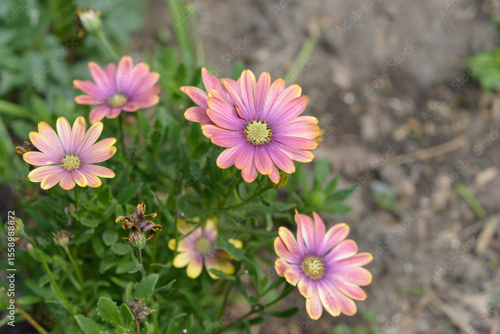 close-up of Osteospermum, commonly known as African daisy, in bloom at the park close-up of Osteospermum, commonly known as African daisy, in bloom at the park