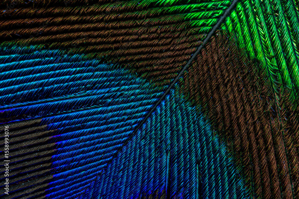 Obraz premium Peacock feather macro close up,Abstract peacock feather, macro close up. Vivid exotic bird feather background