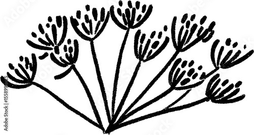 Hand drawn dill herbs sketch with outward stems for botanical design