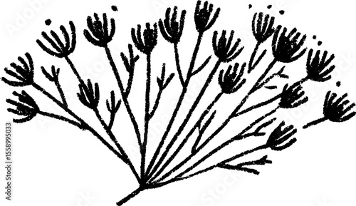 Hand drawn sketch of dill herb stems fanned out for culinary design