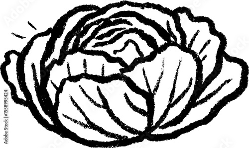 Textured sketch of cabbage half with visible details for artistic design