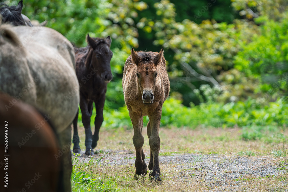 Fototapeta premium Young foals with their herd.
