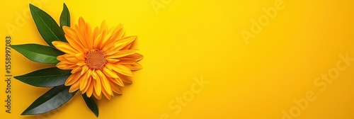 Close up view of a vibrant orange flower with dark green leaves on a solid yellow background. The flower is the main focus, with plenty of copy space to the right. 