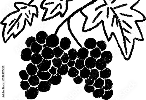 Hand drawn sketch of grapes hanging from a vine for decorative use