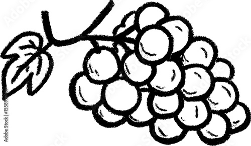 Grapes hanging from a vine sketch - artistic design for decor or print