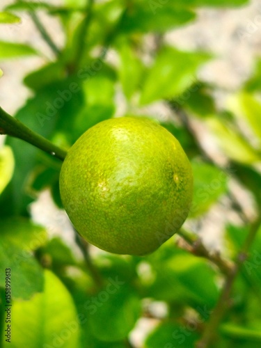Wallpaper Mural A close-up of an unripe green lime hanging on a branch amidst vibrant green leaves. Torontodigital.ca