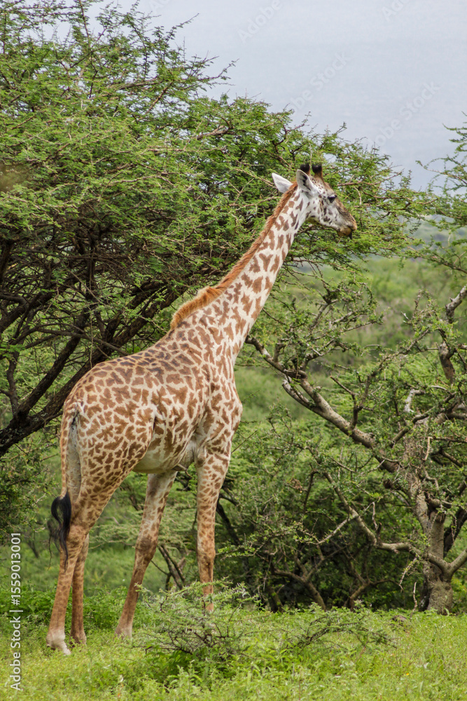 giraffe in the wild giraffe in the wild
