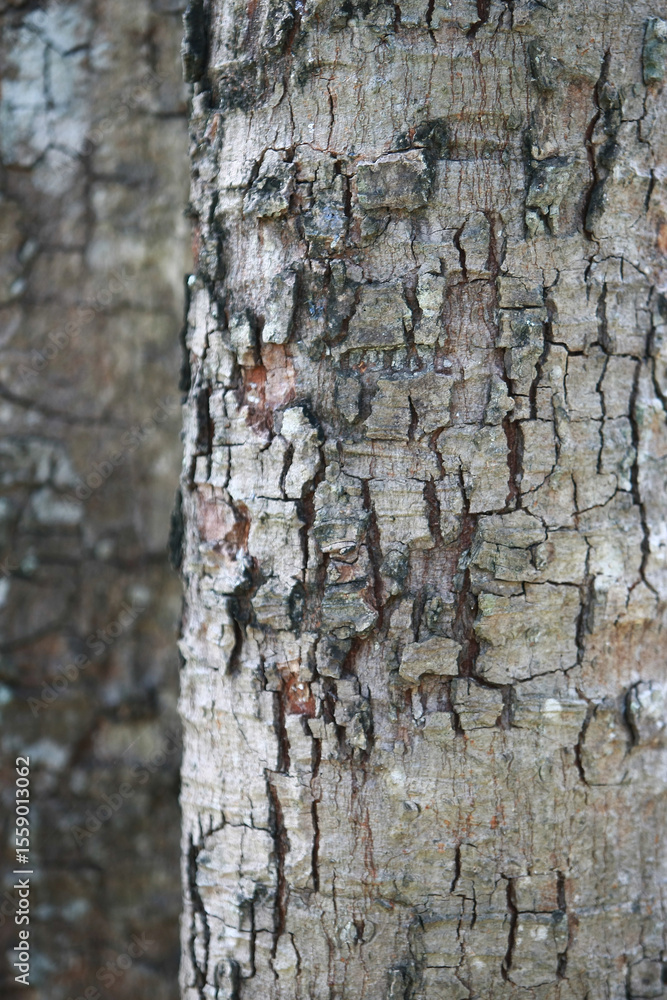 Fototapeta premium Tree Bark Texture: Close-up of a tree bark, highlighting its unique textures and patterns, evoking a sense of nature's artistry and resilience.