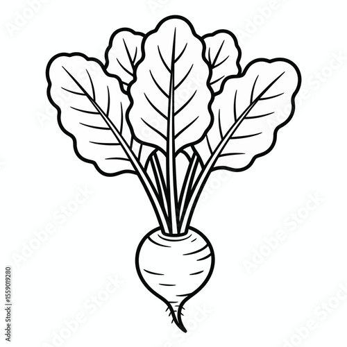 Black and White Beetroot Illustration