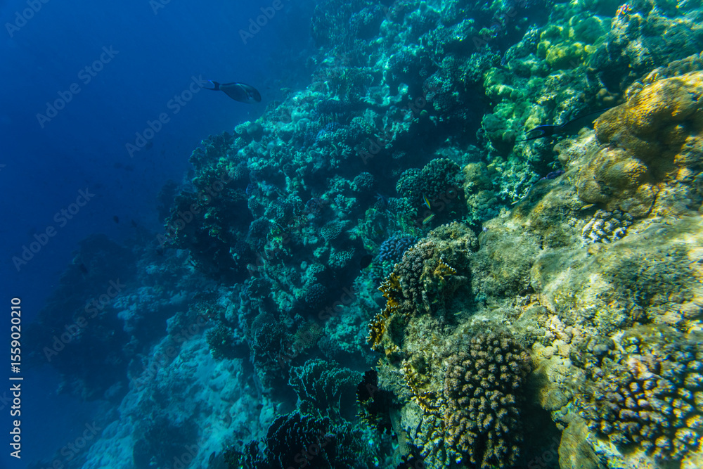Obraz premium Colonies of the corals and tropical fishes at coral reef in Red sea